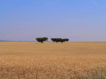 Wheat fields in the Alentejo, Portugal